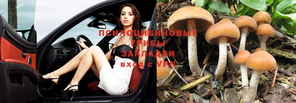 сатива Белокуриха